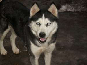 Vand 4 Husky Siberian
