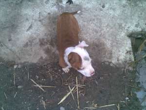 Vand Amstaff Pui