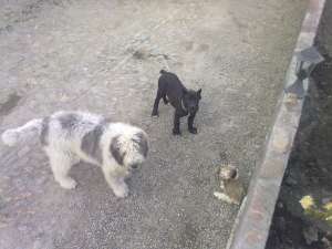femela cane coso