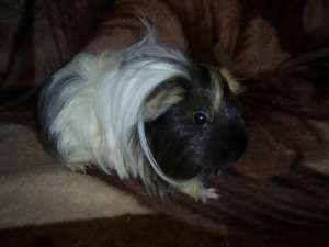 caut porc de guinea bait pt imperechere