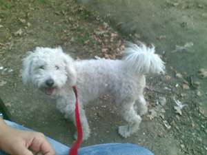 Ofer Bichon Frise pentru monta (Mascul)