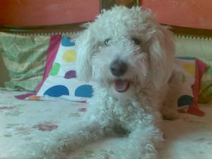 Ofer Bichon Frise pentru monta (Mascul)