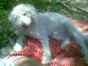 Ofer Bichon Frise pentru monta (Mascul)
