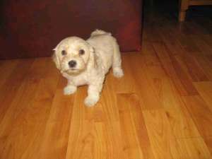 vand puii bichon shih-tzu