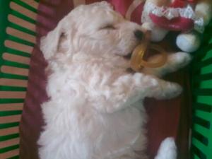 Ofer Bichon Frise pentru monta (Mascul)