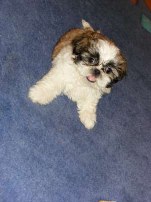 catei shih-tzu