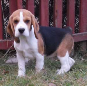 pui beagle cu pedigree (disponibili 2 masc)