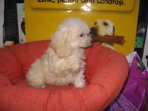 caniche superbi talie mica