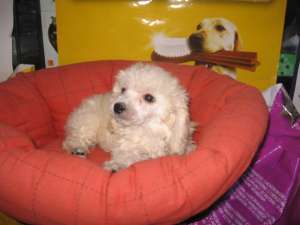 caniche superbi talie mica