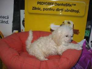 caniche superbi talie mica