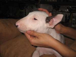 bull terrieri superbi