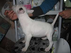 bull terrieri superbi