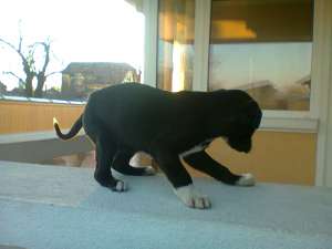 Caine ogar de vanatoare caine negru 5-6 sap