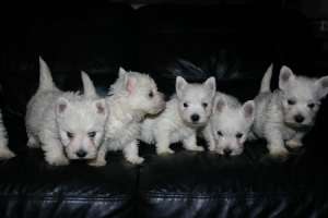 vand pui westie