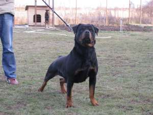vind catei rottweiler cu pedigree