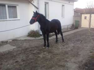 Vand manza neagra