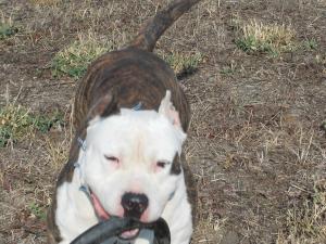Ofer spre monta mascul amstaff cu pedigree !!