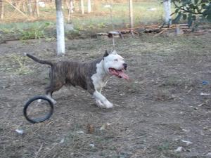Ofer spre monta mascul amstaff cu pedigree !!
