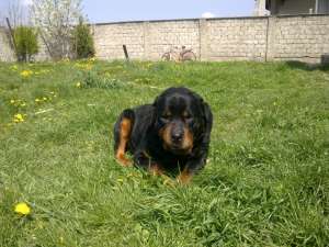 Vand Rottweiler