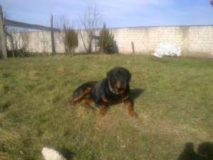 Vand Rottweiler