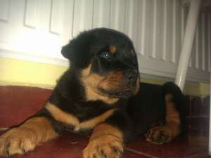Vand Rottweiler