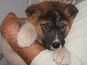 akita inu