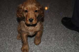 Vand puiut de Cocker Spaniel