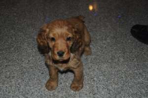 Vand puiut de Cocker Spaniel