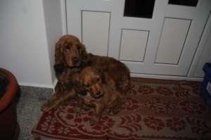 Vand puiut de Cocker Spaniel