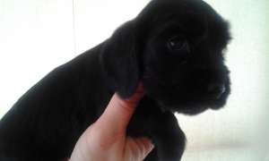 VAND PUI COCKER SPANIEL ENGLEZ