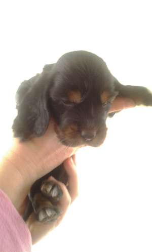 VAND PUI COCKER SPANIEL ENGLEZ