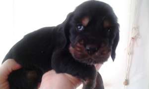 VAND PUI COCKER SPANIEL ENGLEZ