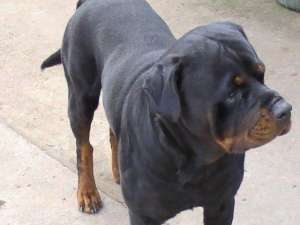 Vand pui rottweiler