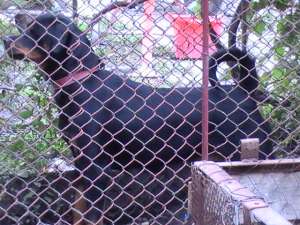Vand pui rottweiler