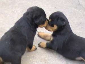 Vand pui rottweiler