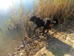 Vand rottweiler, 2 ani, ascultator