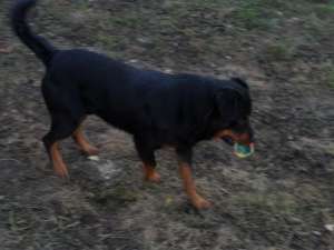 Vand rottweiler, 2 ani, ascultator