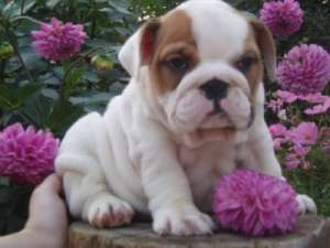 Bulldog englez pui pentru adoptarea