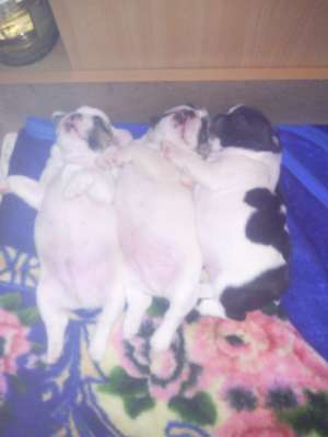vand bulldog francez