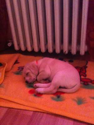 vand labrador  catel de 2 luni fetita