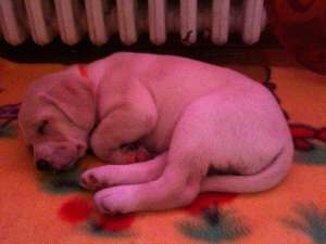 vand labrador  catel de 2 luni fetita