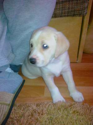 vand labrador  catel de 2 luni fetita
