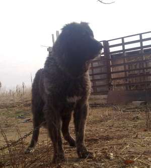 Vamd : Ciobanesc Caucazian, CaneCorso, Presa Canario