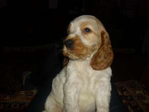 vand catel  coker spaniel    de  9 saptamani