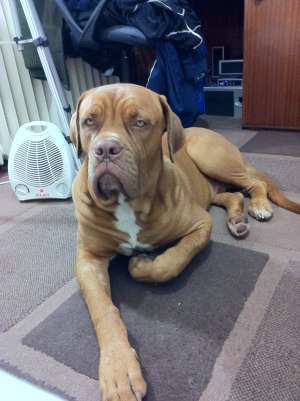 pierdut caine mare(50kg),  maro