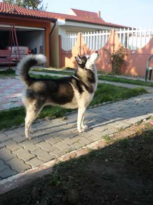 Dau spre imperechere mascul Husky
