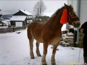 caii suceava