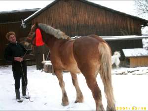 caii suceava