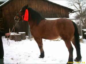 caii suceava