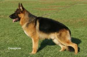 Pui ciobanesc german cu pedigree de vanzare